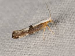 Attēlu rezultāti vaicājumam “Argyresthia spinosella”