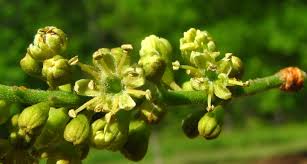 Attēlu rezultāti vaicājumam “Gleditsia triacanthos bud”