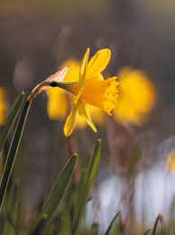 Image result for Killamarsh Mayhem