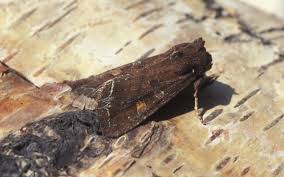 Attēlu rezultāti vaicājumam “Lacanobia oleracea”