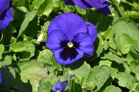 Image result for Viola wittrockiana