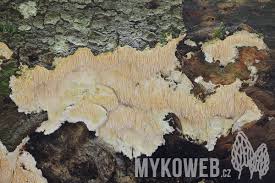 Attēlu rezultāti vaicājumam “Dentipellis fragilis”