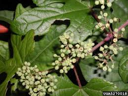 Attēlu rezultāti vaicājumam “Ampelopsis glandulosa var. brevipedunculata”