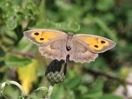 Attēlu rezultāti vaicājumam “Hyponephele lycaon male”