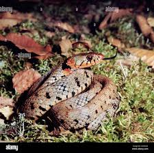 Image result for Ringelnatter