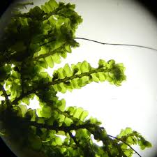 Attēlu rezultāti vaicājumam “Porella cordaeana”