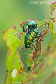 Attēlu rezultāti vaicājumam “Altica sp.”