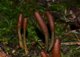 Attēlu rezultāti vaicājumam “Cordyceps ophioglossoides”
