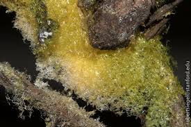 Attēlu rezultāti vaicājumam “Physaraceae”