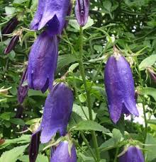 Image result for Campanula strigosa
