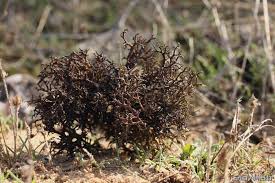 Attēlu rezultāti vaicājumam “Cetraria aculeata”