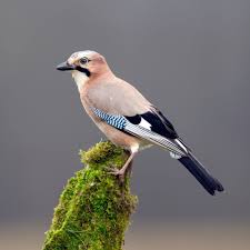 Attēlu rezultāti vaicājumam “Garrulus glandarius”