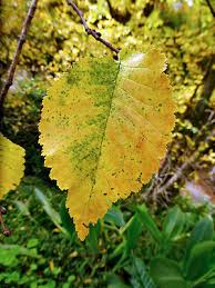Attēlu rezultāti vaicājumam “Ulmus x hollandica leaf”
