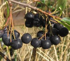 Attēlu rezultāti vaicājumam “Aronia melanocarpa fruit”