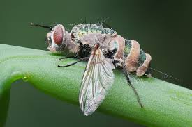 Attēlu rezultāti vaicājumam “Entomophthora”