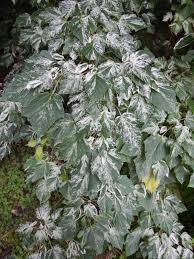 Attēlu rezultāti vaicājumam “Acer rufinerve flower”