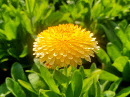 Image result for Calendula officinalis