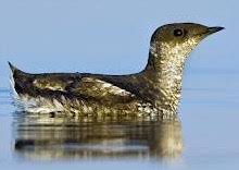 Image result for Brachyramphus perdix