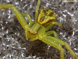 Attēlu rezultāti vaicājumam “Thomisidae”