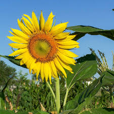 Attēlu rezultāti vaicājumam “Helianthus annuus”