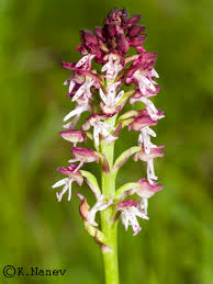 Attēlu rezultāti vaicājumam “Orchis ustulata flower”