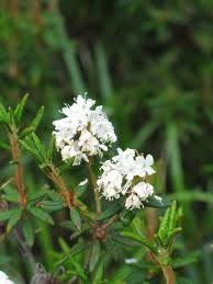 Attēlu rezultāti vaicājumam “Ledum palustre leaf”