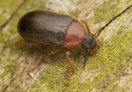 Attēlu rezultāti vaicājumam “Isomira murina”