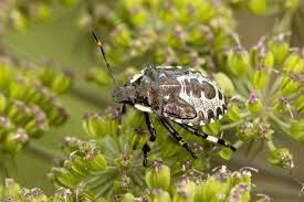 Attēlu rezultāti vaicājumam “Pinthaeus sanguinipes”