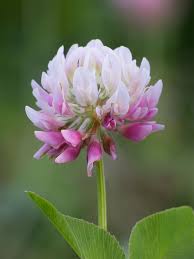 Attēlu rezultāti vaicājumam “Trifolium hybridum flower”