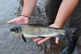 Image result for Minytrema melanops