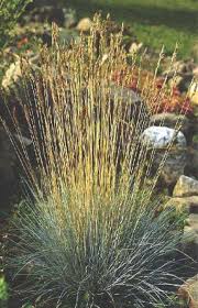 Attēlu rezultāti vaicājumam “Festuca ovina flower”