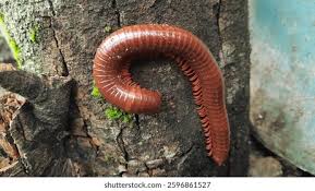 Attēlu rezultāti vaicājumam “Myriapoda”