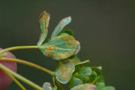 Attēlu rezultāti vaicājumam “Melampsoridium sp.”