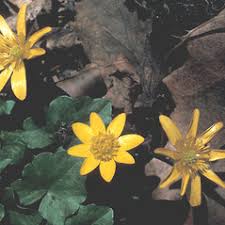 Attēlu rezultāti vaicājumam “Ficaria verna flower”