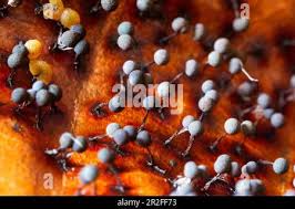 Attēlu rezultāti vaicājumam “Craterium aureum spores”