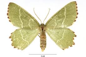 Attēlu rezultāti vaicājumam “Thalera fimbrialis”