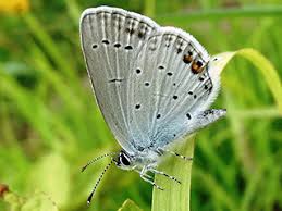 Attēlu rezultāti vaicājumam “Everes argiades male”