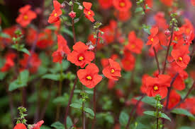 Attēlu rezultāti vaicājumam “Scrophulariaceae”
