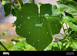 Attēlu rezultāti vaicājumam “Laburnum alpinum leaf”