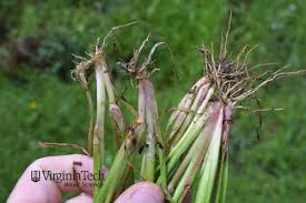 Attēlu rezultāti vaicājumam “Echinochloa crus-galli leaf”