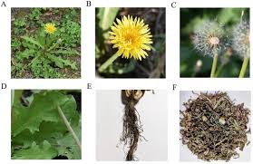 Attēlu rezultāti vaicājumam “Taraxacum officinale aggr. fruit”