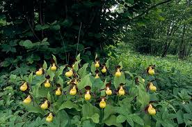 Attēlu rezultāti vaicājumam “Cypripedium calceolus leaf”