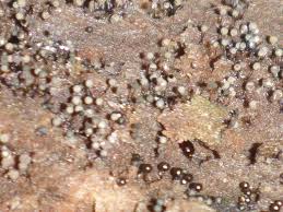 Attēlu rezultāti vaicājumam “Metatrichia floriformis”