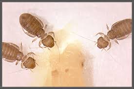 Attēlu rezultāti vaicājumam “Psocoptera”