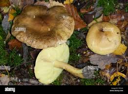Attēlu rezultāti vaicājumam “Tricholoma flavovirens”