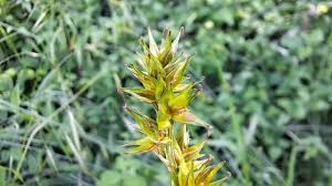 Attēlu rezultāti vaicājumam “Carex spicata”