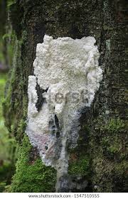 Attēlu rezultāti vaicājumam “Brefeldia maxima spores”