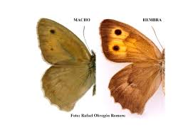 Attēlu rezultāti vaicājumam “Hyponephele lycaon female”