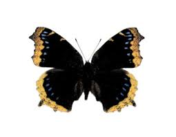 Attēlu rezultāti vaicājumam “Nymphalis antiopa underside”