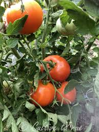 Afbeeldingsresultaat voor belarus orange tomato